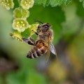 Water and bees