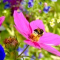 Summer bees